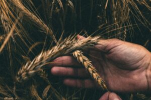 Of Sowing and Reaping