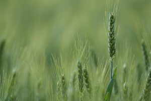 Laborers For The Harvest