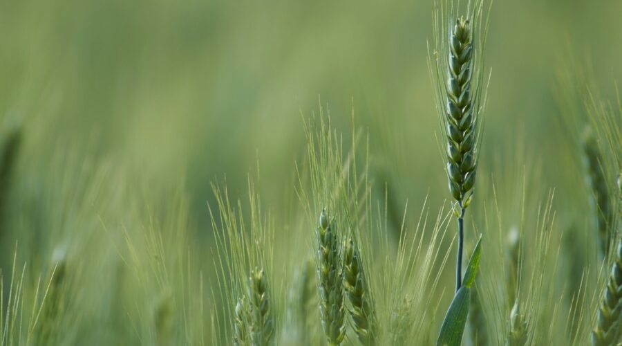 Laborers For The Harvest